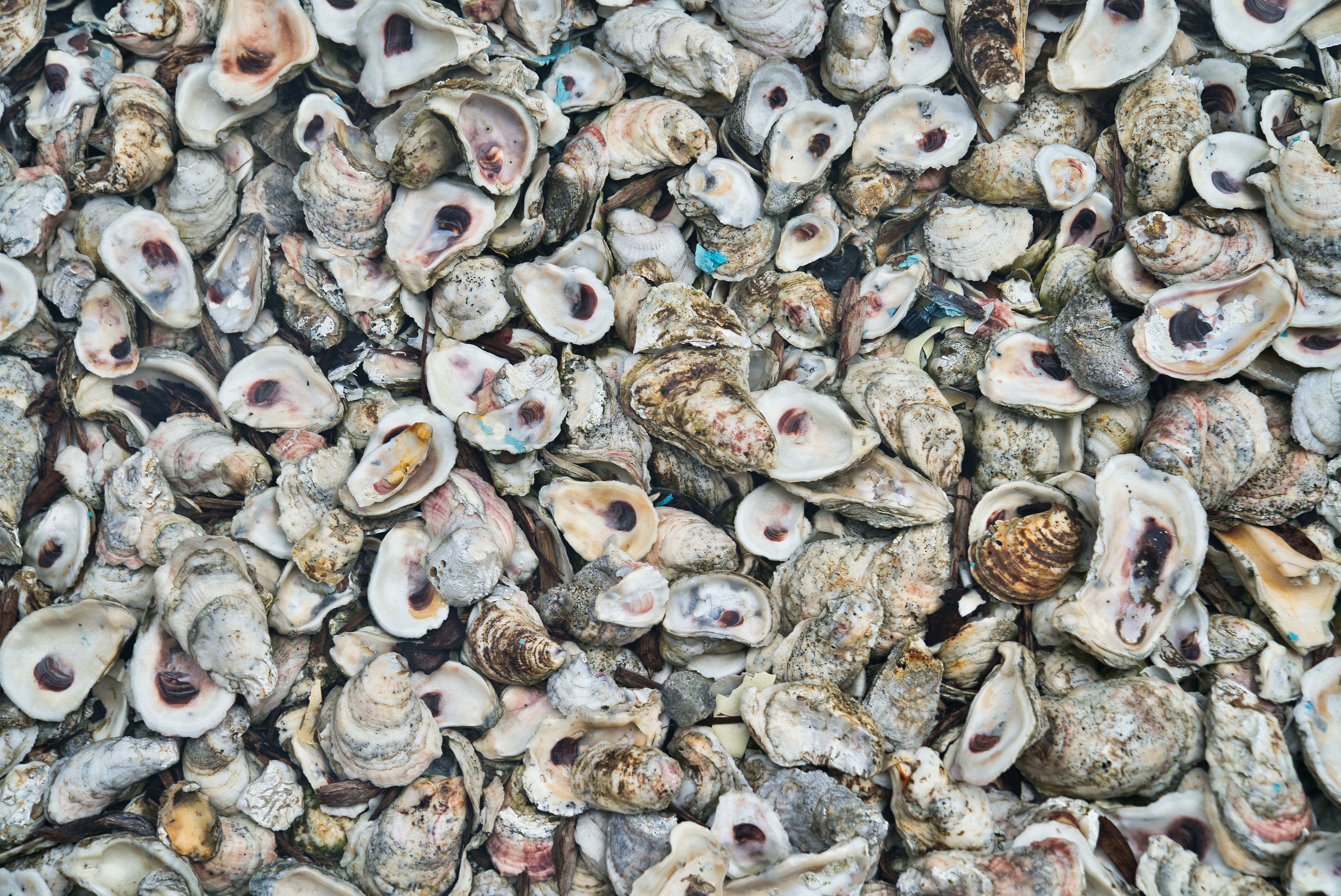 Read more about the article 7 Ways to Repurpose Oyster and Mussel Shells