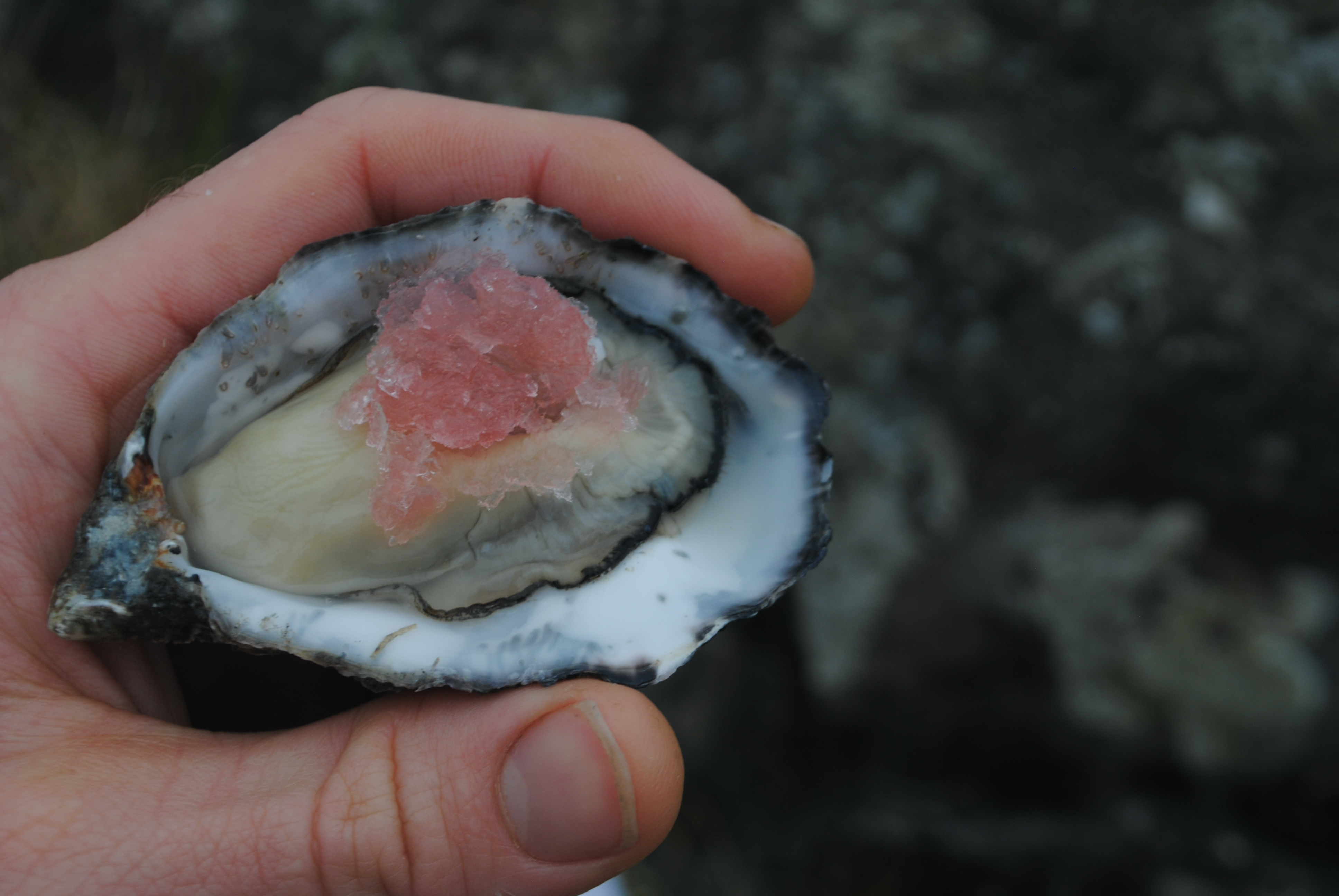 Read more about the article The Surprising Health Benefits of Eating Oysters